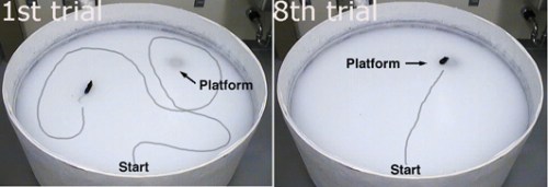 Sample morris water maze trial
