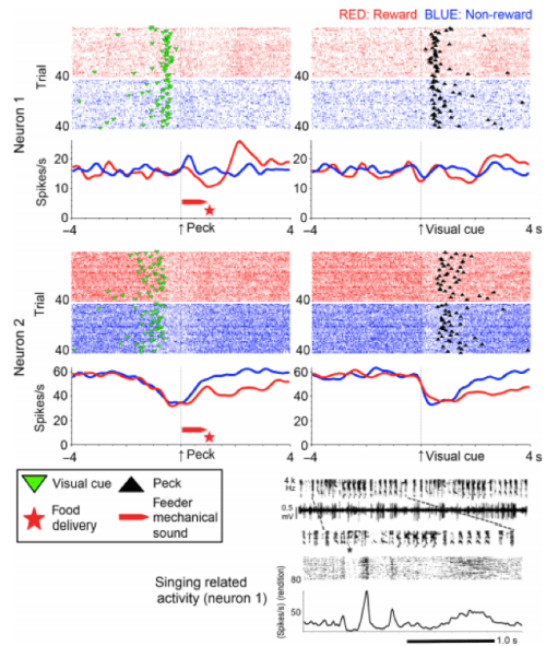 Results from Experiment 1 - Seki et al., 2014 – European Journal of Neuroscience