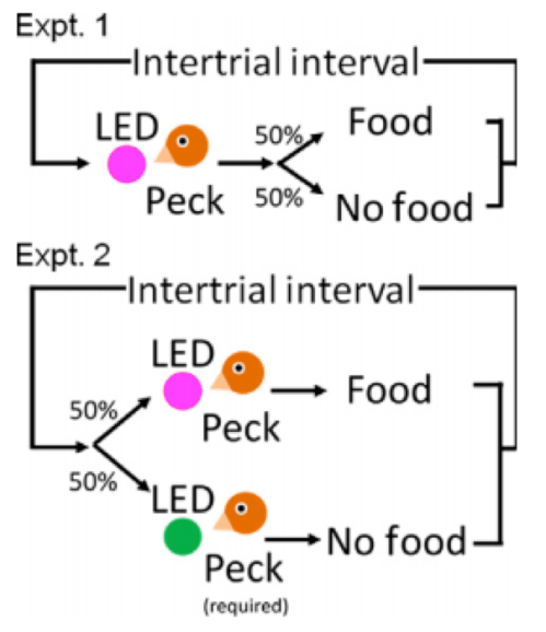 Experimental design - Seki et al., 2014 – European Journal of Neuroscience 