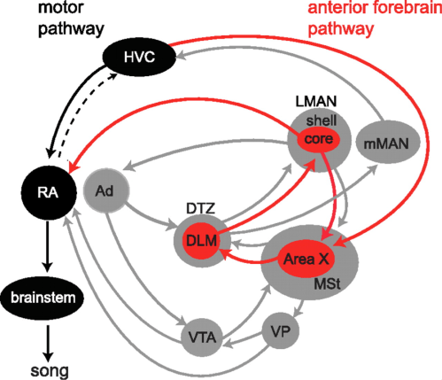 Vocal Learning Pathway (AKA Anterior Forebrain Pathway) - Warren et al., 2011 – Journal of neurophysiology. 