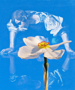narcissus