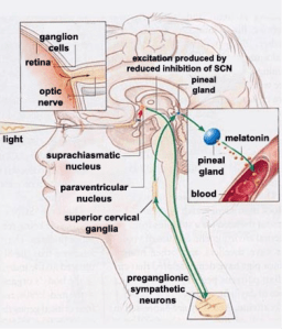 scnpathwaymelatonin
