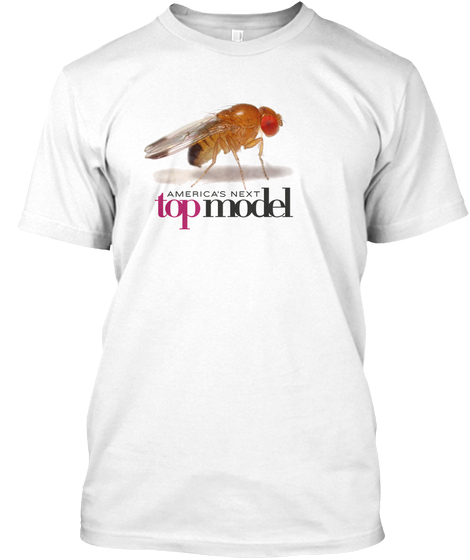 drosophila
